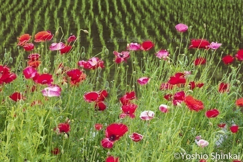 ポピーと水田