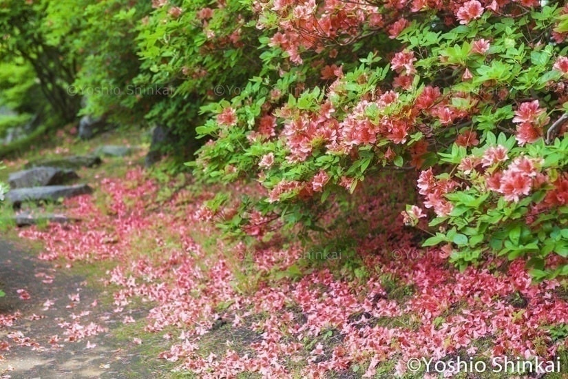 ツツジの花の道