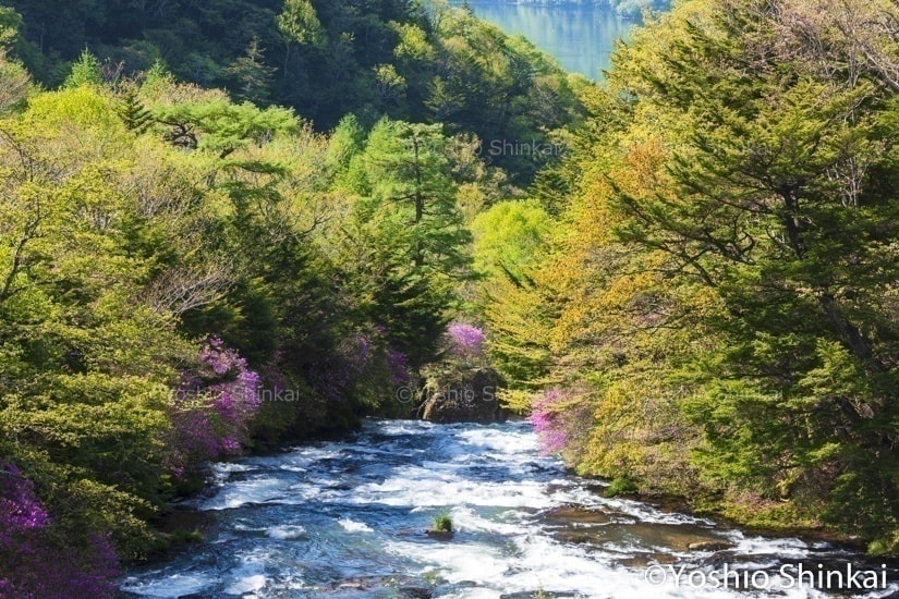ヤシオツツジ咲く竜頭の滝
