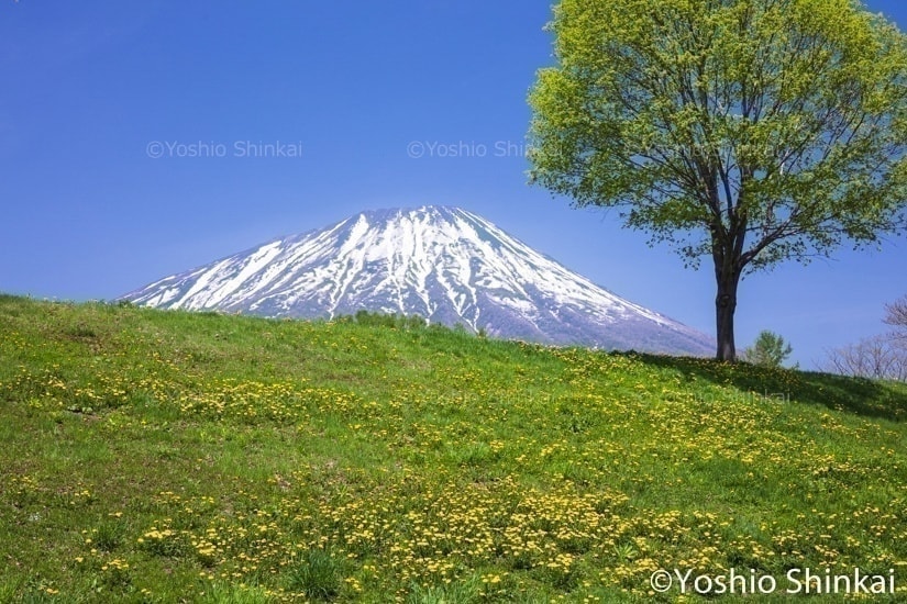 タンポポ咲く丘と羊蹄山
