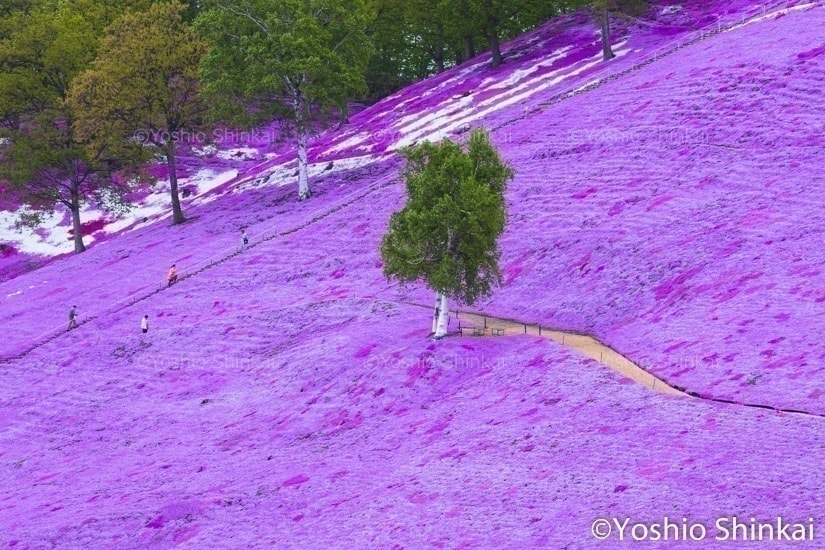 芝桜の花と白樺の木