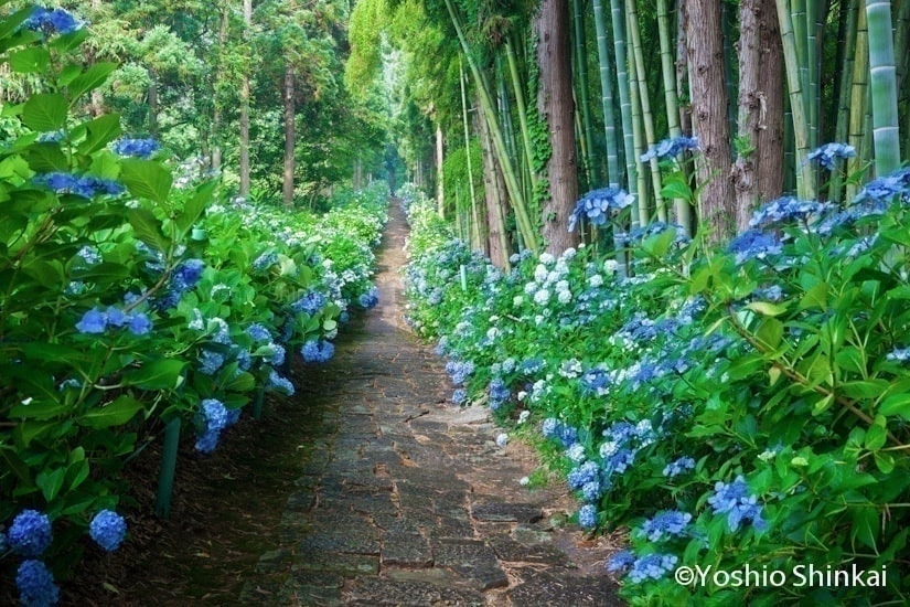 あじさい咲く道