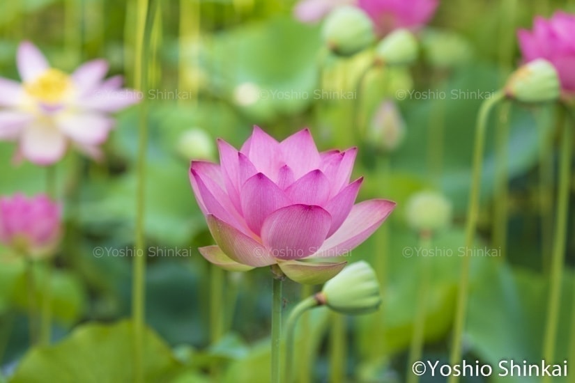 大賀ハス咲く池