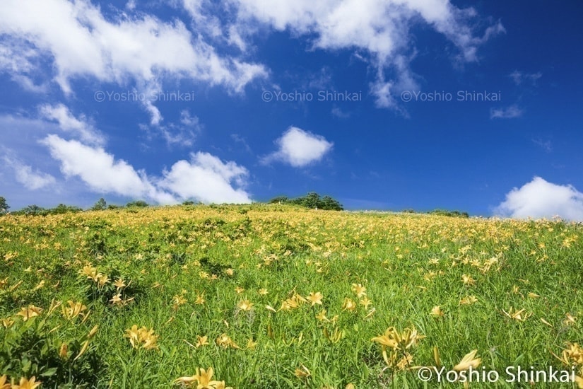 ノゾリキスゲの花
