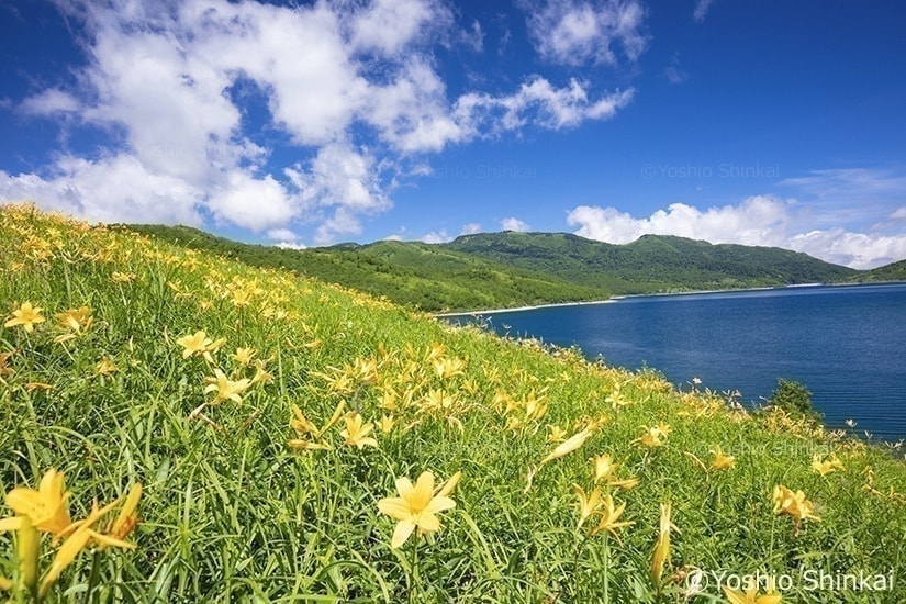 ノゾリキスゲの花と野反湖