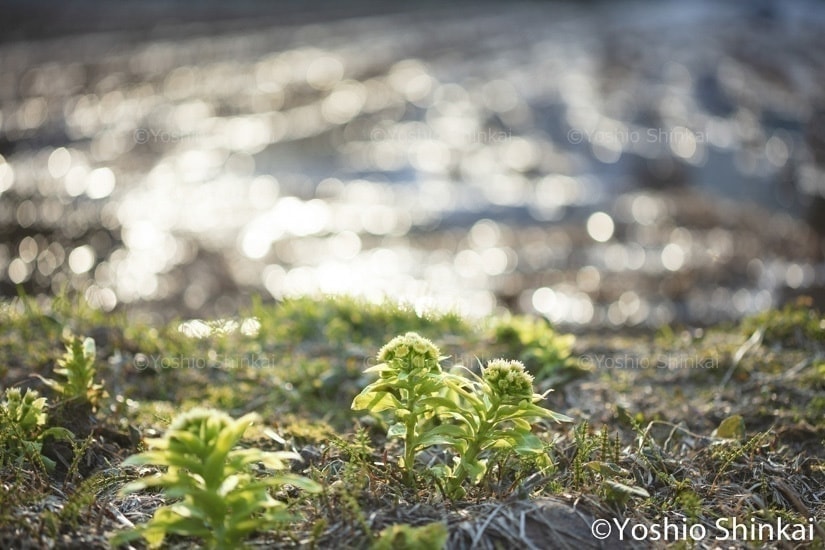 フキノトウと水田