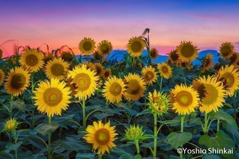 ヒマワリと夕焼け空