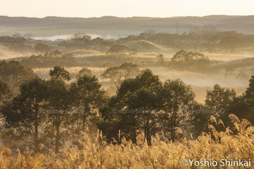 ススキ原の朝もや