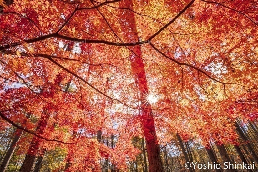 紅葉と太陽