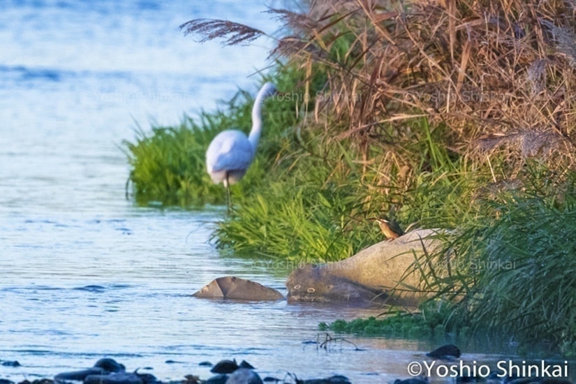 シラサギとカワセミがいる多摩川