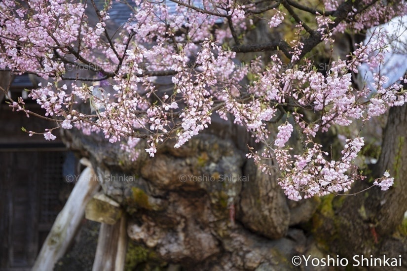 桜の古木