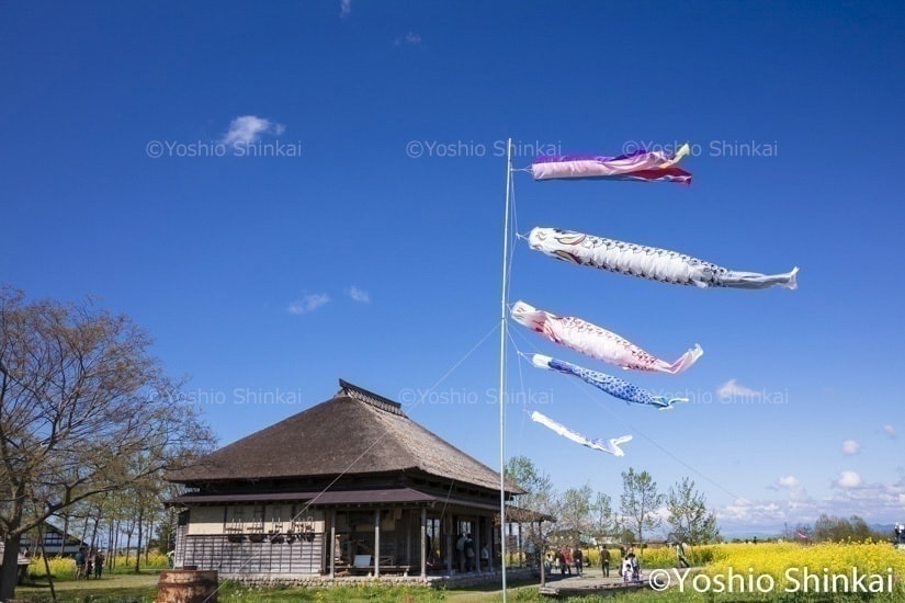 藁葺きの家と鯉のぼり