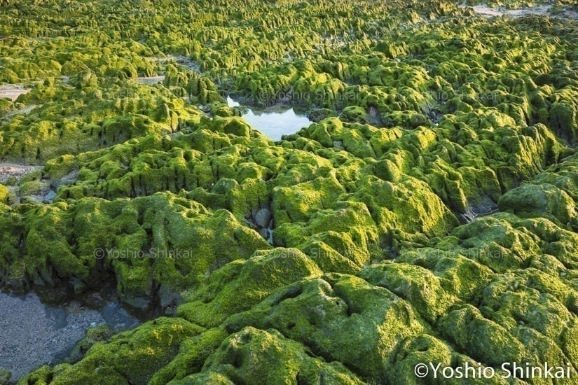岩についた海藻