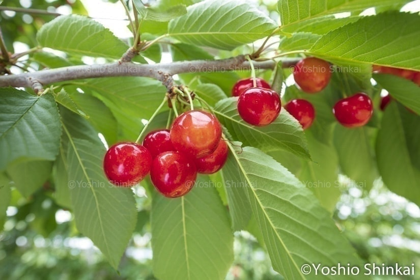 さくらんぼの果実