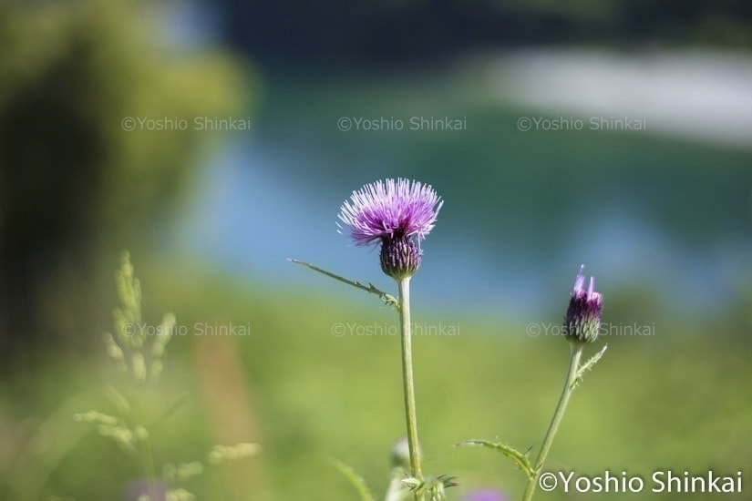 アザミの花と川