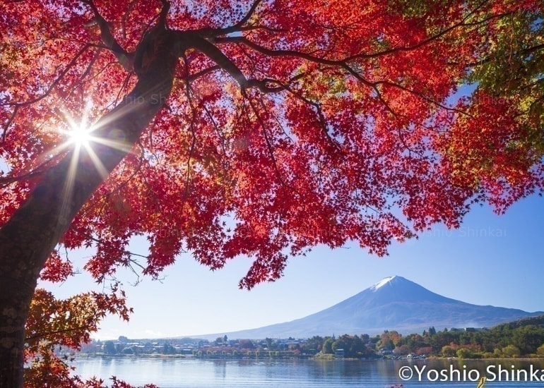 朝日と紅葉の富士山