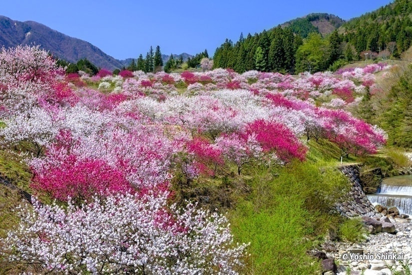 花桃の里