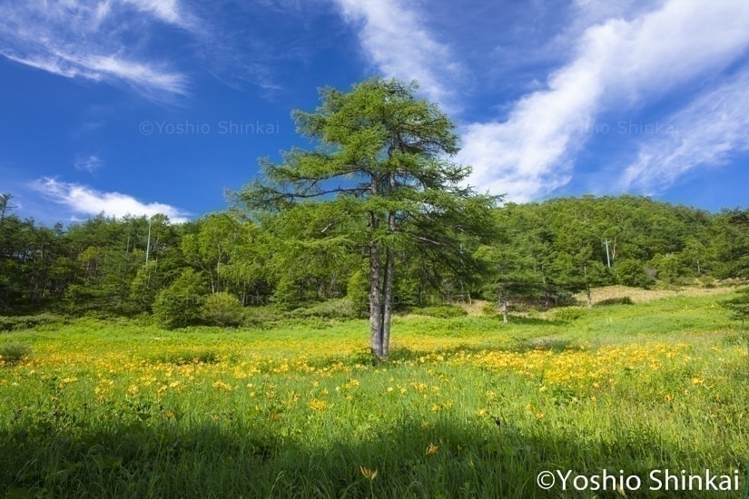 ニッコウキスゲ咲く草原