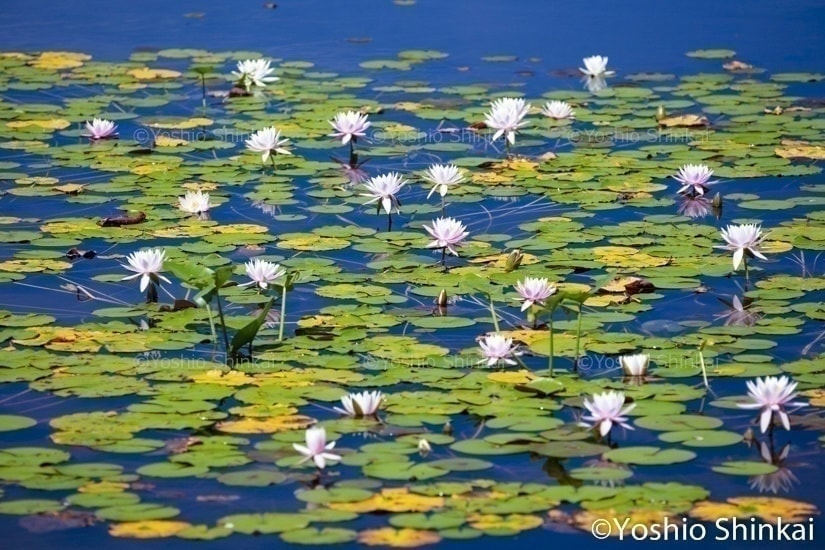 スイレンの花咲く池