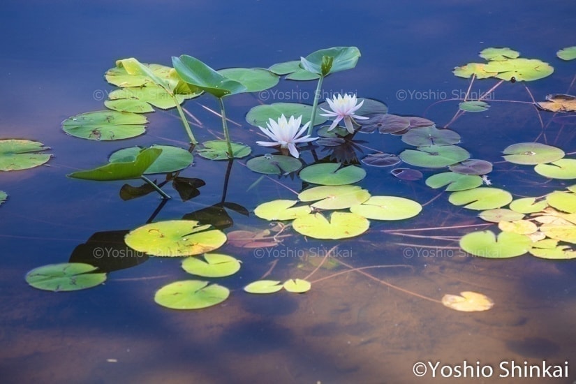 スイレンの花咲く蓮池