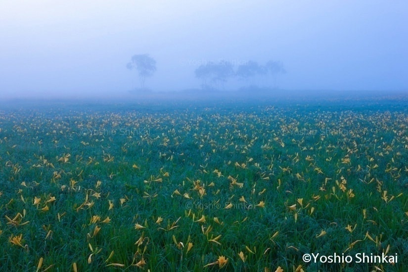 尾瀬ヶ原のニッコウキスゲ