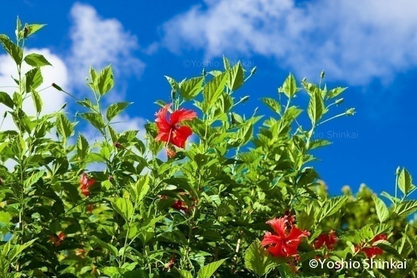 ハイビスカスの花と青空