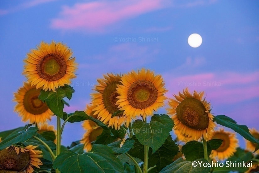 ヒマワリの花と月