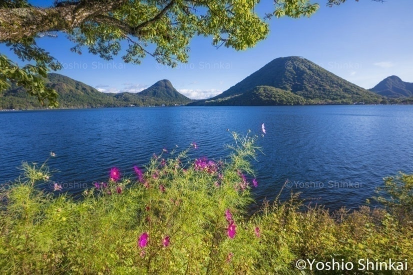 コスモス咲く榛名湖