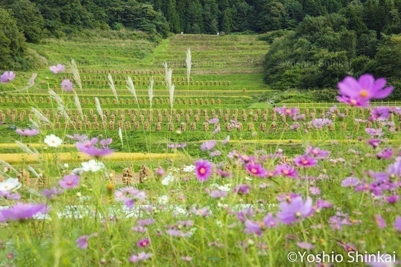 コスモスと大蕨の棚田