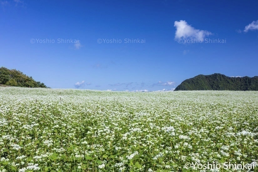 ソバの花咲く天童高原