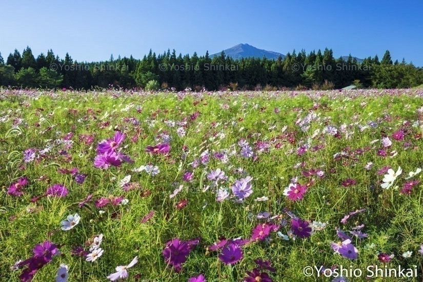 コスモスの花と鳥海山