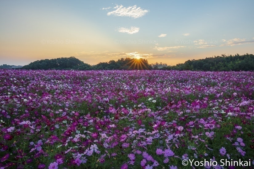 コスモス畑と朝日