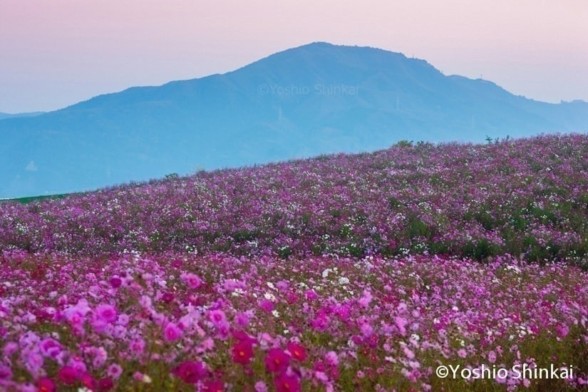 コスモスの花咲く丘