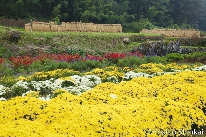 菊の花咲く風景