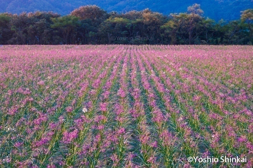 ラッキョウの花咲く鳥取砂丘