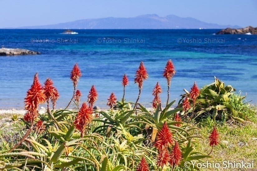 アロエの花と海