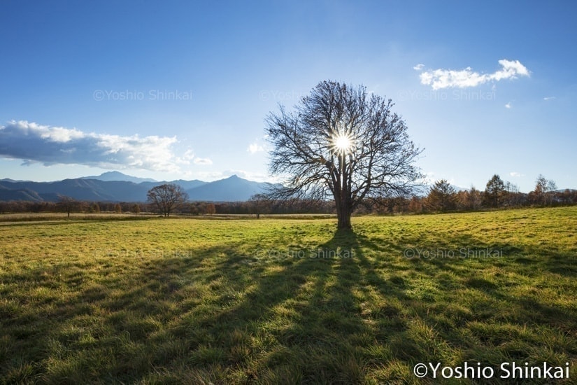 草原の一本の木