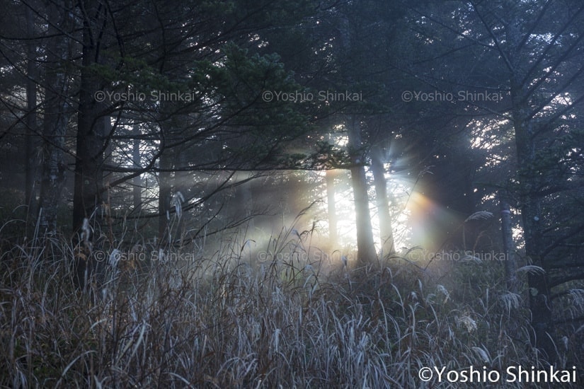 林の光芒