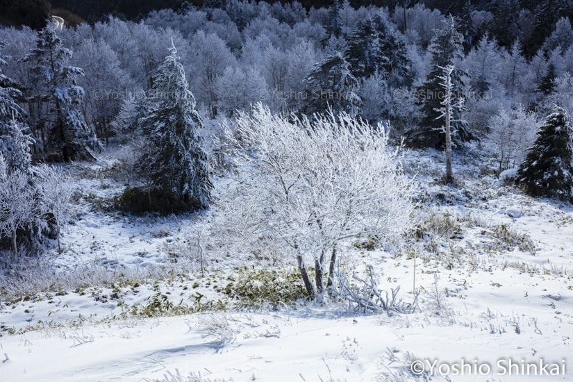 霧氷きらめく