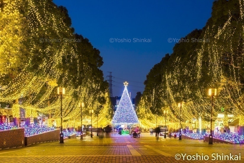 クリスマスツリーのライトアップ