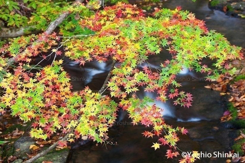 紅葉と川