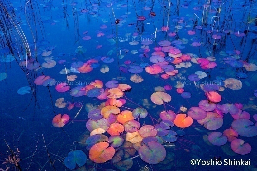 スイレンの夕暮れ