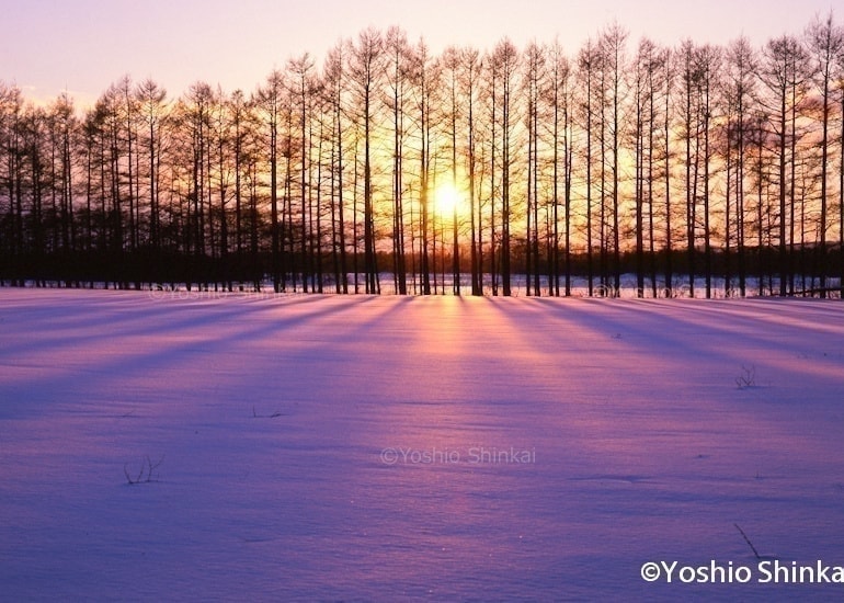 から松林の並木と雪原の光