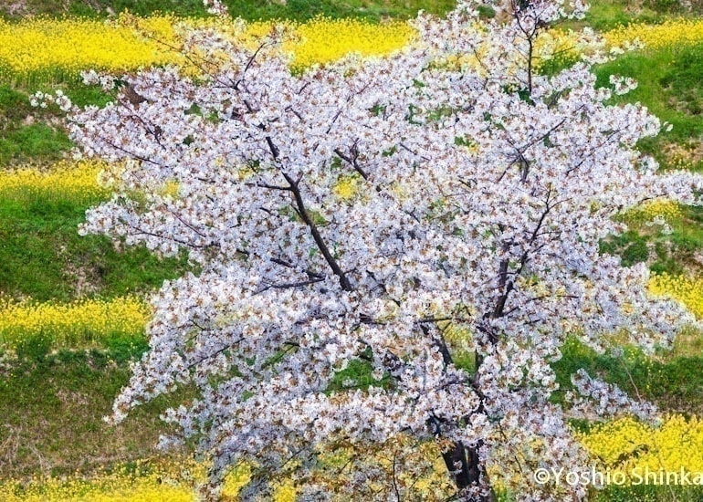桜と菜の花