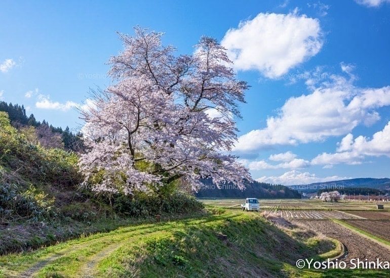 水田地帯に咲く桜