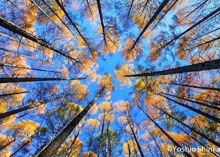 落葉松林を見上げる