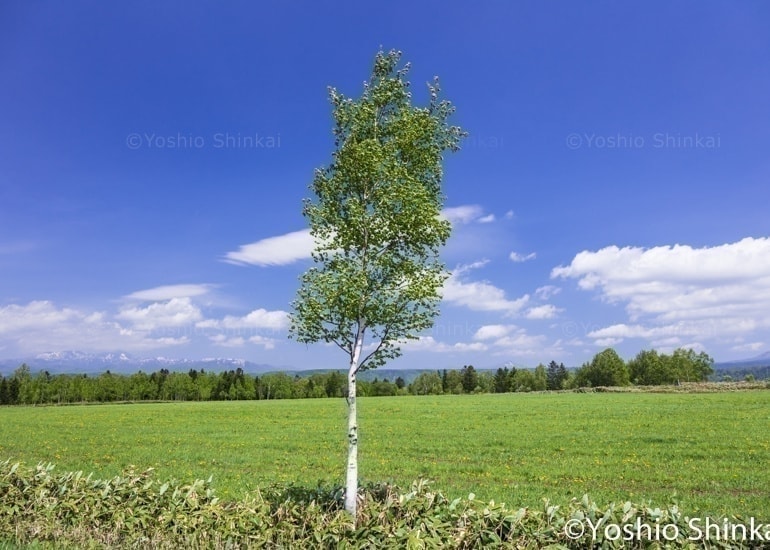 白樺の木と牧草地