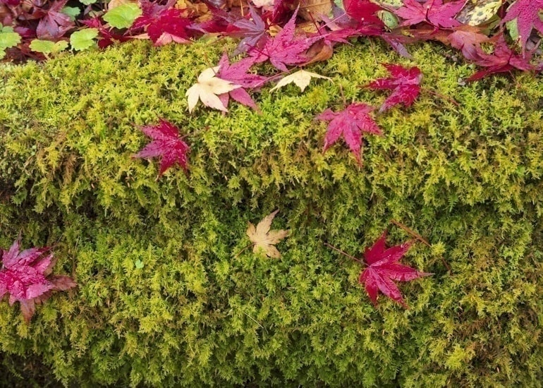 紅葉の落ち葉