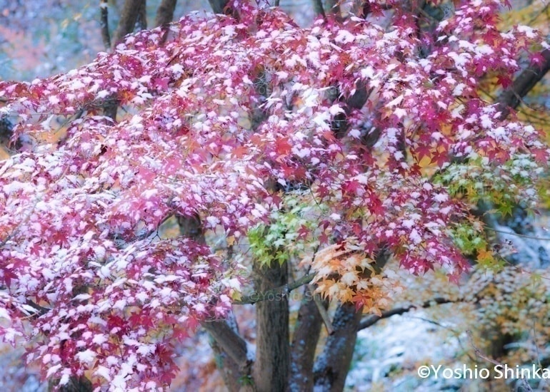 紅葉と初雪