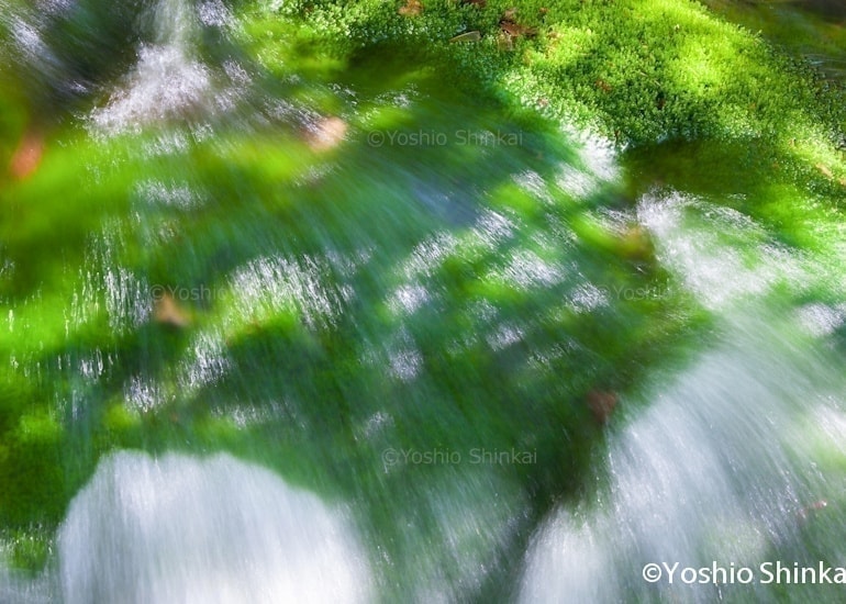 苔の川と光